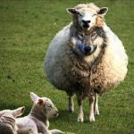 When choosing an edmonton gold buyer beware of wolfs in sheeps clothing